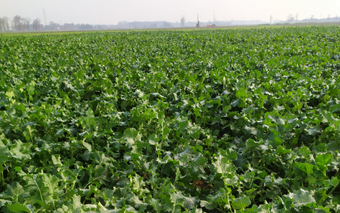 Zdjęcie rzepaku ozimego LG ARTEMIS z AGROCHEST na polu demonstracyjnym w Sielinku 28.11.2022