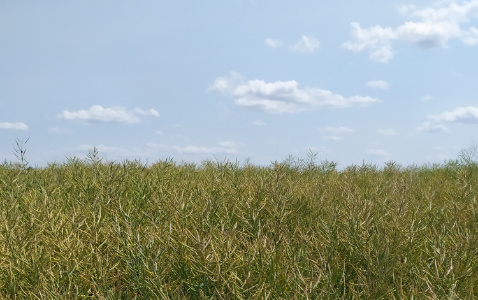 Zdjęcie rzepaku ozimego OCELOT z AGROCHEST na polu demonstracyjnym w Sielinku 04.07.2023