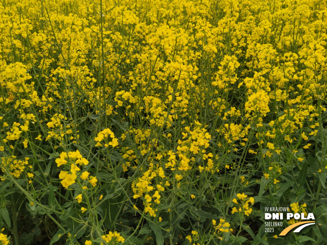 Zdjęcie 2. rzepaku ozimego Derick (LOZ) z Centralnego Ośrodka Badań Odmian Roślin Uprawnych na polu demonstracyjnym w Sielinku 22.05.2023