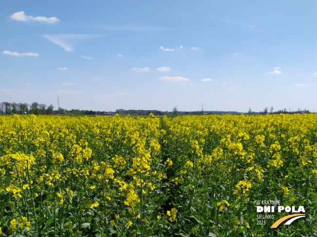 Zdjęcie 1. rzepaku ozimego Campus z FLORA na polu demonstracyjnym w Sielinku 04.05.2023