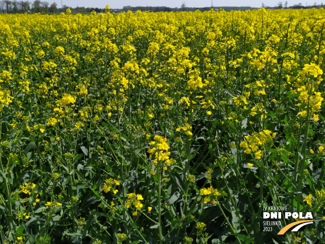 Zdjęcie 2. rzepaku ozimego LG AVIRON z FLORA na polu demonstracyjnym w Sielinku 04.05.2023