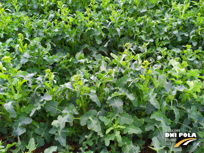 Zdjęcie 2. rzepaku ozimego doświadczenie nawozowe - sól potasowa z K+S na polu demonstracyjnym w Sielinku 20.04.2023