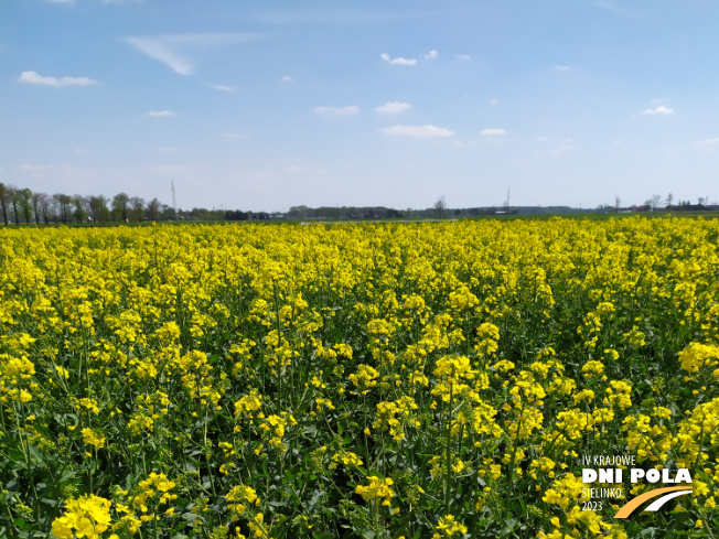 Zdjęcie 1. rzepaku ozimego ES DESIRIO z LIDEA Seeds na polu demonstracyjnym w Sielinku 04.05.2023