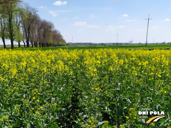 Zdjęcie 1. rzepaku ozimego PT315 z PIONEER na polu demonstracyjnym w Sielinku 04.05.2023