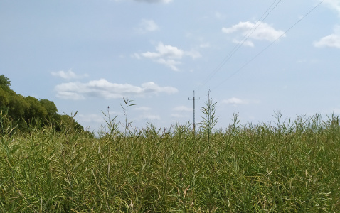 Zdjęcie rzepaku ozimego CADRAN z RAGT Nasiona na polu demonstracyjnym w Sielinku 04.07.2023
