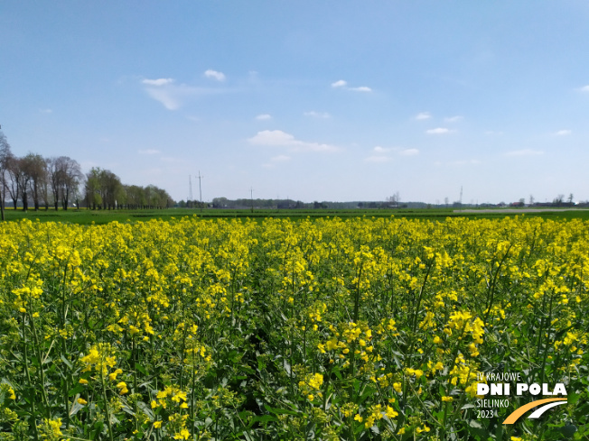 Zdjęcie 1. rzepaku ozimego SY CORNETTA z Syngenta na polu demonstracyjnym w Sielinku 04.05.2023