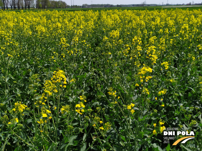 Zdjęcie 2. rzepaku ozimego SY Floretta z Syngenta na polu demonstracyjnym w Sielinku 04.05.2023