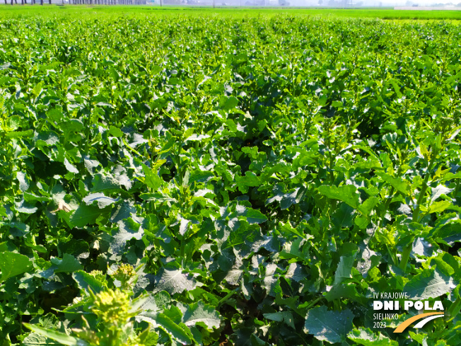 Zdjęcie 1. rzepaku ozimego SY FLORETTA z Syngenta na polu demonstracyjnym w Sielinku 20.04.2023