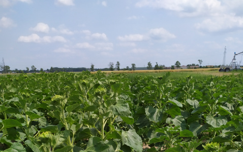 Zdjęcie słonecznika ES AGORA z LIDEA Seeds na polu demonstracyjnym w Sielinku 04.07.2023