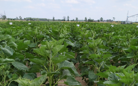 Zdjęcie słonecznika NX_11181 SY z Syngenta na polu demonstracyjnym w Sielinku 04.07.2023