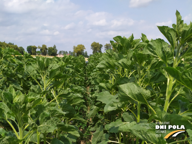 Zdjęcie 1. słonecznika SYSTEM UPRAWY ROLI - STRIP-TILL z Uniwersytetu Przyrodniczego w Poznaniu na polu demonstracyjnym w Sielinku 04.07.2023