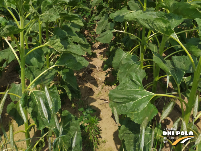 Zdjęcie 3. słonecznika SYSTEM UPRAWY ROLI - STRIP-TILL z Uniwersytetu Przyrodniczego w Poznaniu na polu demonstracyjnym w Sielinku 04.07.2023