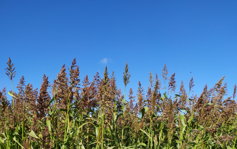 Zdjęcie sorgo KARIM z AGRONAS na polu demonstracyjnym w Sielinku 17.10.2023