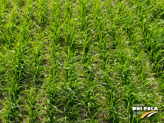 Zdjęcie 1. trawy BAKUS z Hodowli Roślin Grunwald na polu demonstracyjnym w Sielinku 22.05.2023