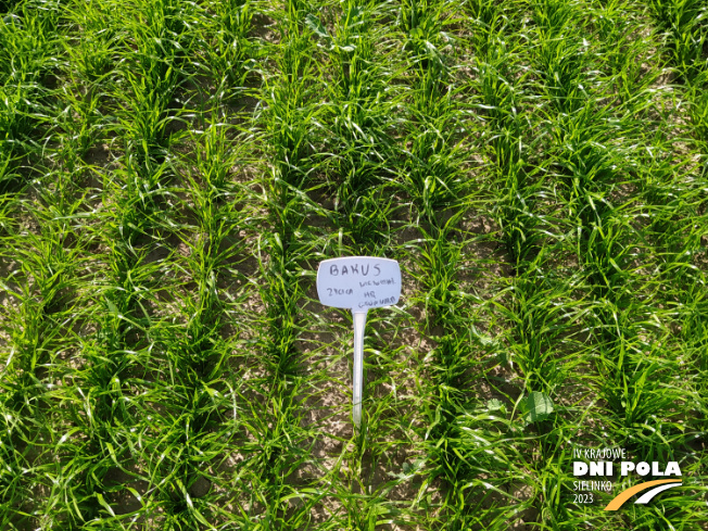 Zdjęcie 2. trawy BAKUS z Hodowli Roślin Grunwald na polu demonstracyjnym w Sielinku 22.05.2023