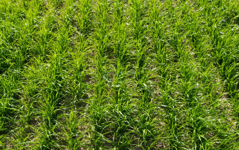 Zdjęcie trawy BAKUS z Hodowli Roślin Grunwald na polu demonstracyjnym w Sielinku 22.05.2023