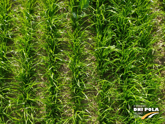 Zdjęcie 1. trawy Gala z Hodowli Roślin Grunwald na polu demonstracyjnym w Sielinku 22.05.2023