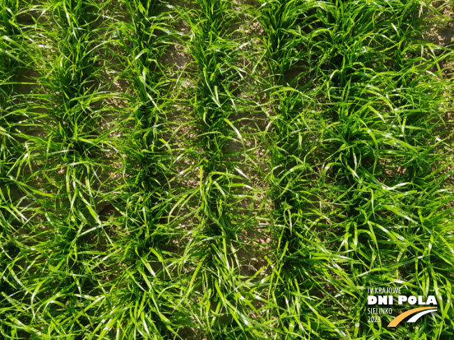 Zdjęcie 2. trawy Gala z Hodowli Roślin Grunwald na polu demonstracyjnym w Sielinku 22.05.2023