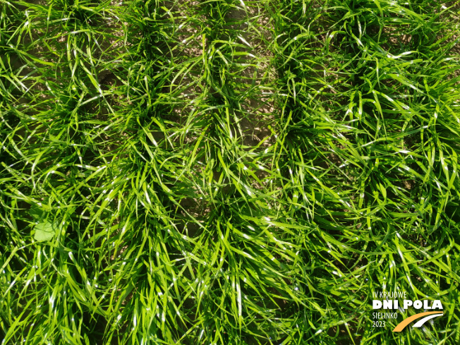 Zdjęcie 3. trawy Gala z Hodowli Roślin Grunwald na polu demonstracyjnym w Sielinku 22.05.2023