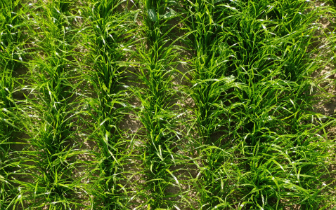Zdjęcie trawy GALA z Hodowli Roślin Grunwald na polu demonstracyjnym w Sielinku 22.05.2023