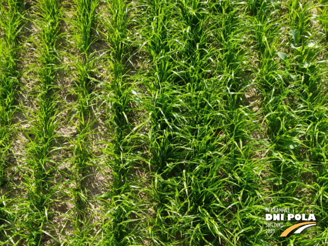 Zdjęcie 1. trawy KOGA z Hodowli Roślin Grunwald na polu demonstracyjnym w Sielinku 22.05.2023