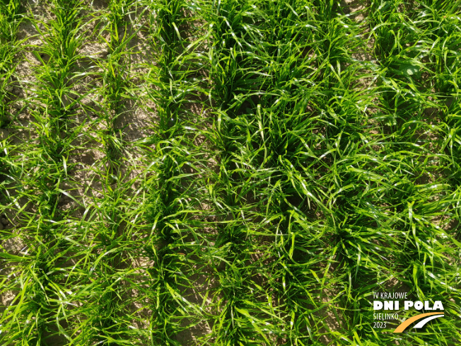 Zdjęcie 2. trawy KOGA z Hodowli Roślin Grunwald na polu demonstracyjnym w Sielinku 22.05.2023