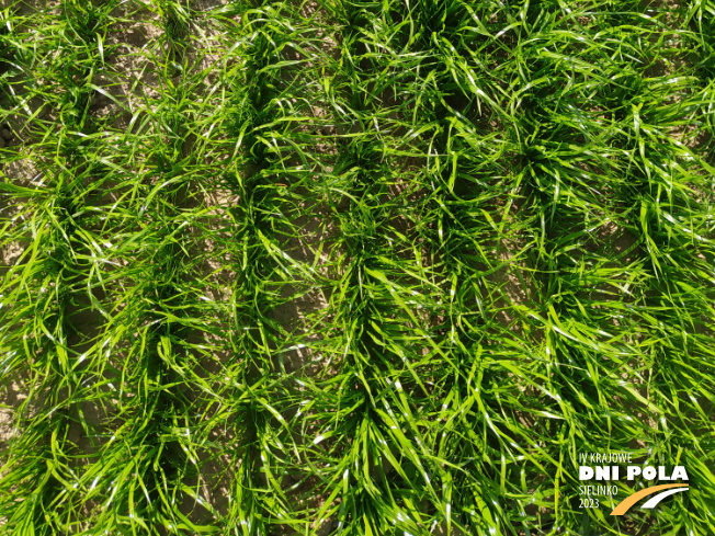 Zdjęcie 3. trawy KOGA z Hodowli Roślin Grunwald na polu demonstracyjnym w Sielinku 22.05.2023