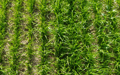 Zdjęcie trawy KOGA z Hodowli Roślin Grunwald na polu demonstracyjnym w Sielinku 22.05.2023