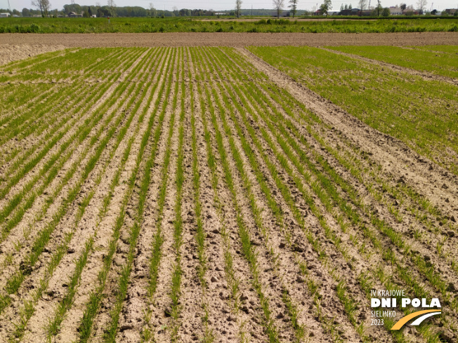 Zdjęcie 1. trawy Ród Dr1/16/B z Hodowli Roślin Grunwald na polu demonstracyjnym w Sielinku 11.05.2023