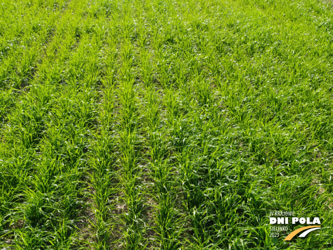 Zdjęcie 1. trawy RÓD DR1/16/B z Hodowli Roślin Grunwald na polu demonstracyjnym w Sielinku 22.05.2023