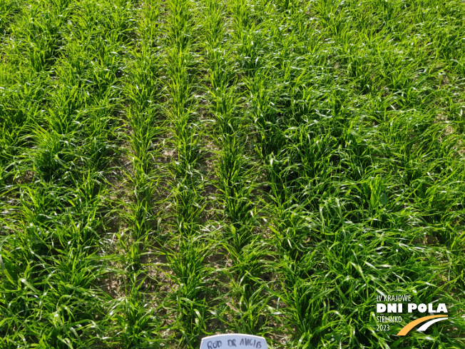 Zdjęcie 2. trawy RÓD DR1/16/B z Hodowli Roślin Grunwald na polu demonstracyjnym w Sielinku 22.05.2023