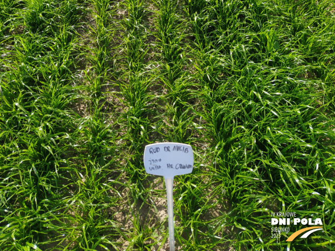 Zdjęcie 3. trawy RÓD DR1/16/B z Hodowli Roślin Grunwald na polu demonstracyjnym w Sielinku 22.05.2023