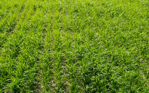 Zdjęcie trawy RÓD DR1/16/B z Hodowli Roślin Grunwald na polu demonstracyjnym w Sielinku 22.05.2023