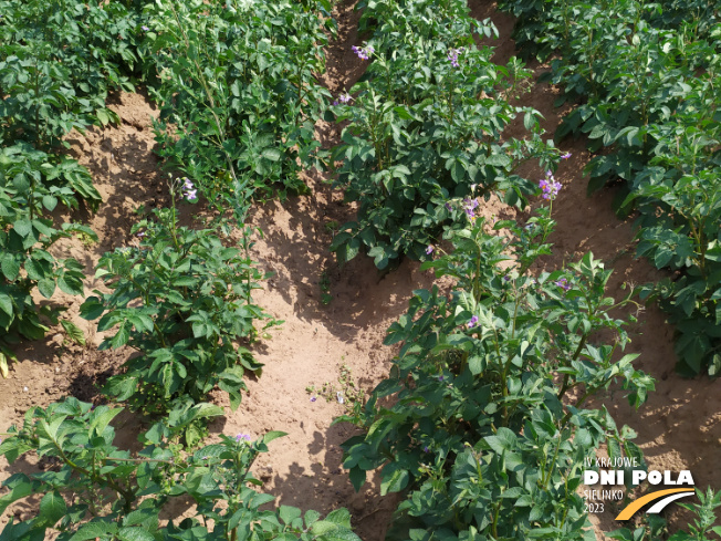 Zdjęcie 2. ziemniaka AMARANT z Centralnego Ośrodka Badań Odmian Roślin Uprawnych na polu demonstracyjnym w Sielinku 04.07.2023