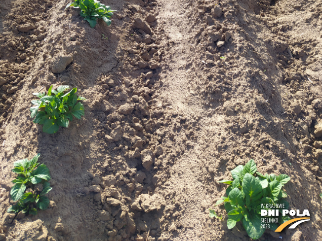 Zdjęcie 3. ziemniaka AMARANT z Centralnego Ośrodka Badań Odmian Roślin Uprawnych na polu demonstracyjnym w Sielinku 22.05.2023