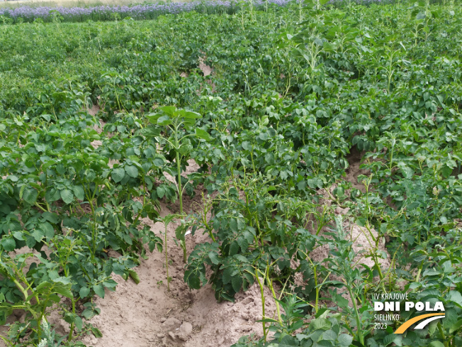 Zdjęcie 1. ziemniaka OTOLIA z Europlant na polu demonstracyjnym w Sielinku 04.07.2023