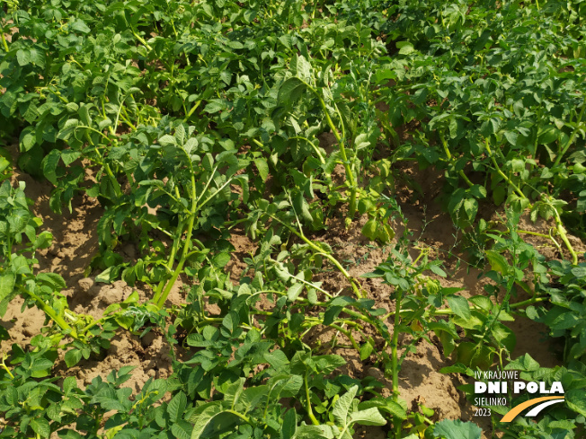 Zdjęcie 2. ziemniaka GWIAZDA z Centralnego Ośrodka Badań Odmian Roślin Uprawnych na polu demonstracyjnym w Sielinku 04.07.2023