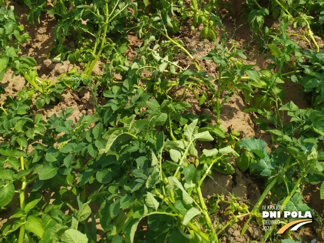 Zdjęcie 3. ziemniaka GWIAZDA z Centralnego Ośrodka Badań Odmian Roślin Uprawnych na polu demonstracyjnym w Sielinku 04.07.2023