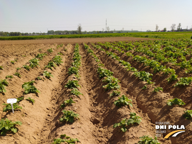 Zdjęcie 1. ziemniaka gwiazda z Centralnego Ośrodka Badań Odmian Roślin Uprawnych na polu demonstracyjnym w Sielinku 11.05.2023