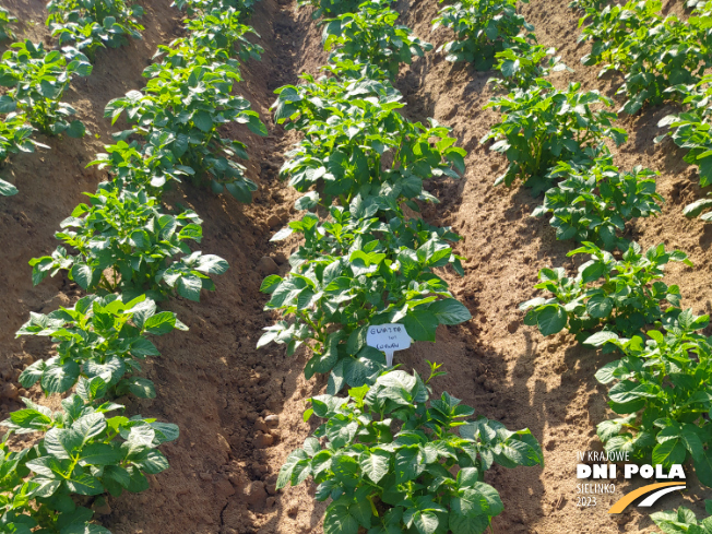 Zdjęcie 1. ziemniaka GWIAZDA z Centralnego Ośrodka Badań Odmian Roślin Uprawnych na polu demonstracyjnym w Sielinku 22.05.2023