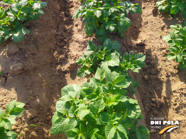 Zdjęcie 3. ziemniaka GWIAZDA z Centralnego Ośrodka Badań Odmian Roślin Uprawnych na polu demonstracyjnym w Sielinku 22.05.2023