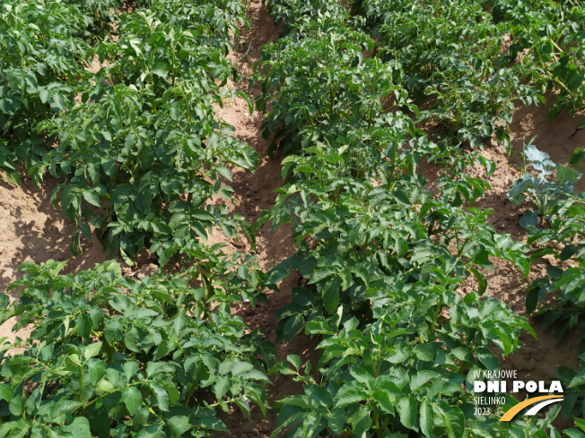 Zdjęcie 2. ziemniaka JELLY z Centralnego Ośrodka Badań Odmian Roślin Uprawnych na polu demonstracyjnym w Sielinku 04.07.2023