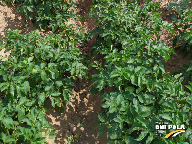 Zdjęcie 3. ziemniaka JELLY z Centralnego Ośrodka Badań Odmian Roślin Uprawnych na polu demonstracyjnym w Sielinku 04.07.2023
