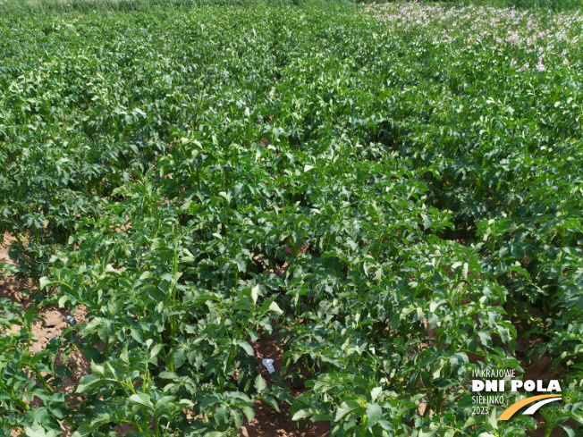 Zdjęcie 1. ziemniaka JUBILAT z Centralnego Ośrodka Badań Odmian Roślin Uprawnych na polu demonstracyjnym w Sielinku 04.07.2023