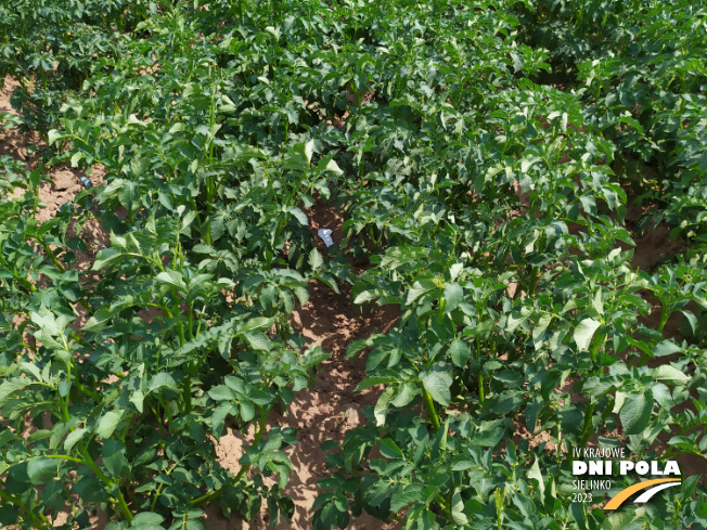 Zdjęcie 2. ziemniaka JUBILAT z Centralnego Ośrodka Badań Odmian Roślin Uprawnych na polu demonstracyjnym w Sielinku 04.07.2023