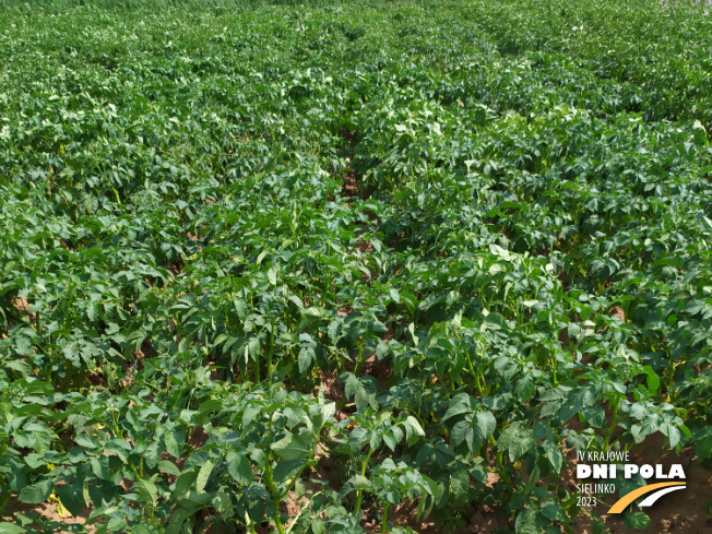 Zdjęcie 1. ziemniaka KUBA z Centralnego Ośrodka Badań Odmian Roślin Uprawnych na polu demonstracyjnym w Sielinku 04.07.2023
