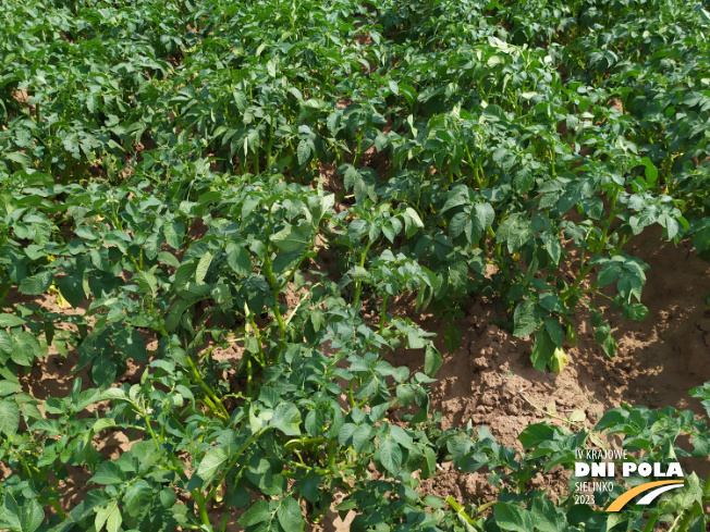 Zdjęcie 2. ziemniaka KUBA z Centralnego Ośrodka Badań Odmian Roślin Uprawnych na polu demonstracyjnym w Sielinku 04.07.2023