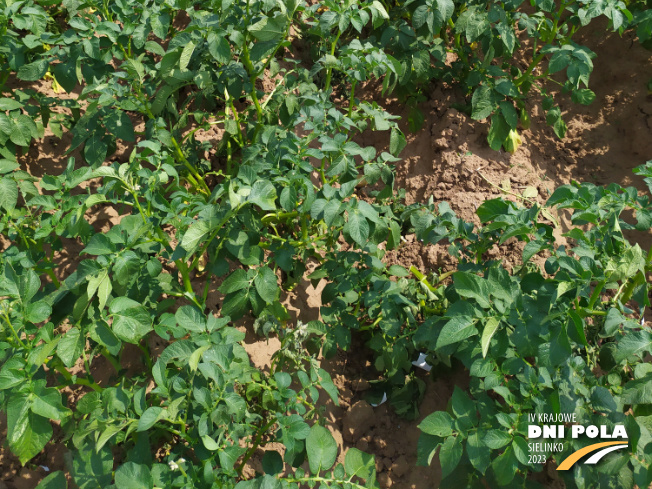 Zdjęcie 3. ziemniaka KUBA z Centralnego Ośrodka Badań Odmian Roślin Uprawnych na polu demonstracyjnym w Sielinku 04.07.2023
