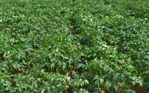 Zdjęcie ziemniaka KUBA z Centralnego Ośrodka Badań Odmian Roślin Uprawnych na polu demonstracyjnym w Sielinku 04.07.2023