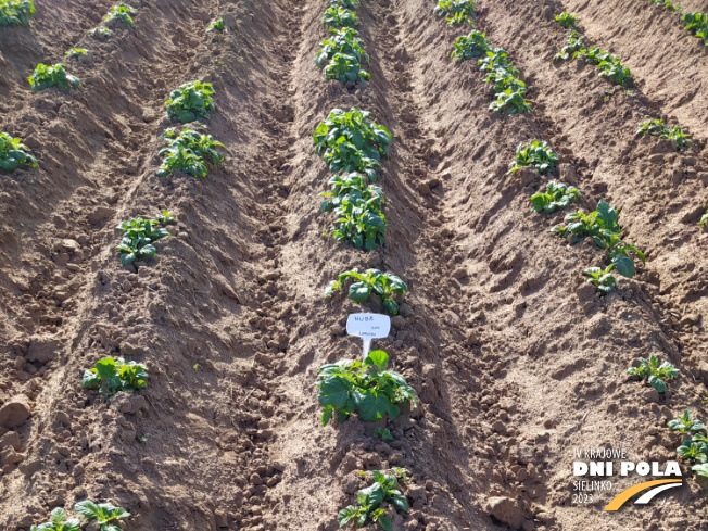 Zdjęcie 1. ziemniaka Kuba z Centralnego Ośrodka Badań Odmian Roślin Uprawnych na polu demonstracyjnym w Sielinku 22.05.2023
